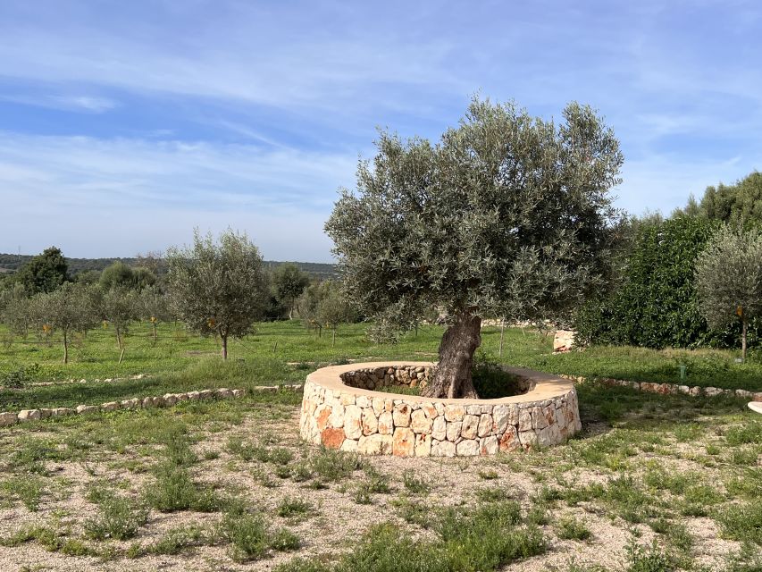 Olive plant and mill visit and tasting - What the praise tells you about the experience
