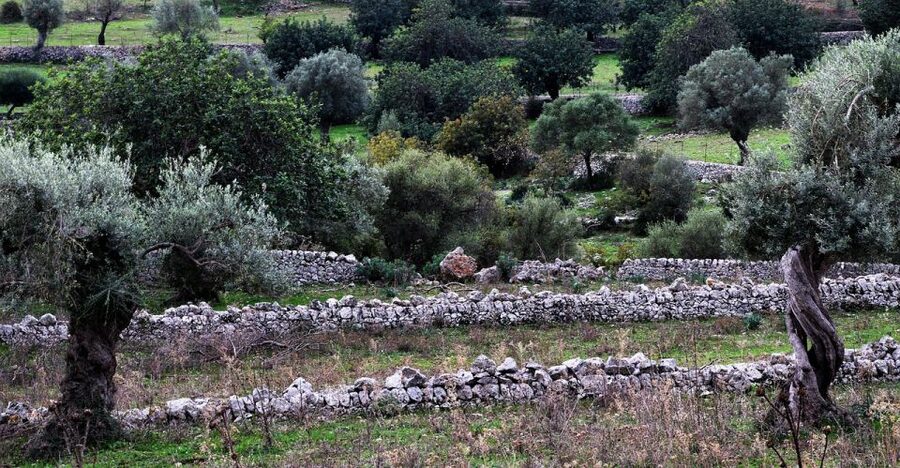 Olive plant and mill visit and tasting - From Palma to Llucmajor in a small van