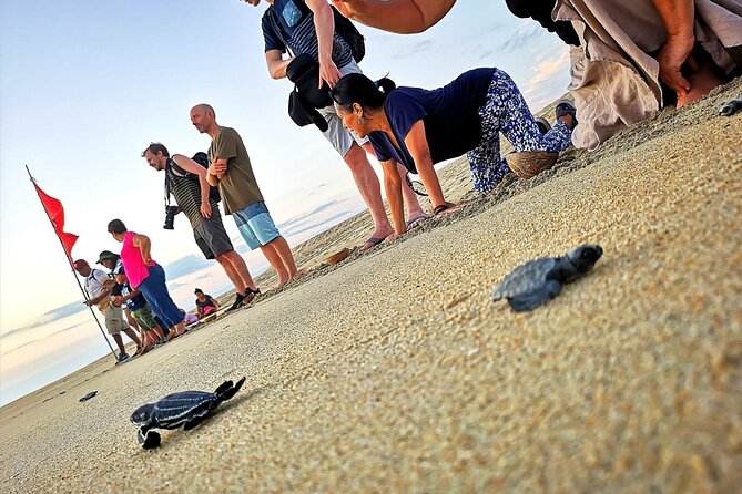 Olive Ridley Turtle Release Experience - Meeting the conservationists and seeing the hatchlings