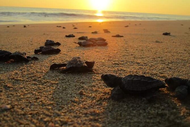 Olive Ridley Turtle Release Experience - The value of the $53.52 price
