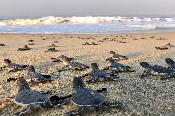 Olive Ridley Turtle Release Experience - Who will enjoy this experience most
