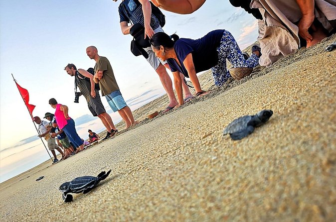 Olive Ridley Turtle Release Experience - Weather, cancellations, and practical planning