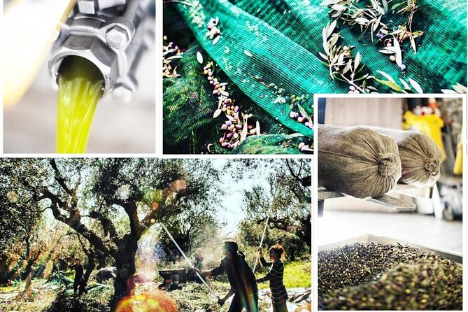 Olive Tour & Tasting - Practical Details That Shape the Day