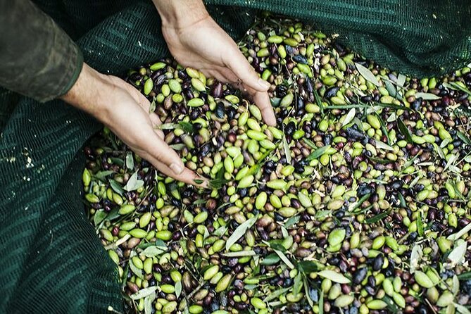 Olive Tour & Tasting - What You Learn Before the Oil Reaches Your Plate