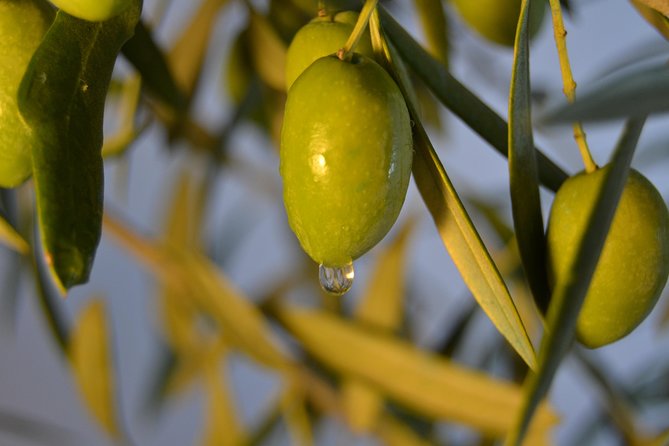 Olympia Shore Ex: Olympic site, Honey Farm & Olive Oil Tasting - Who will enjoy this tour most