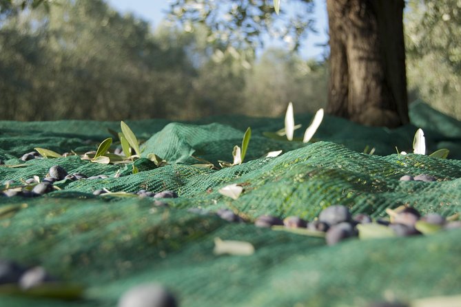 Olympia Shore Ex: Olympic site, Honey Farm & Olive Oil Tasting - Practical tips for a smoother day