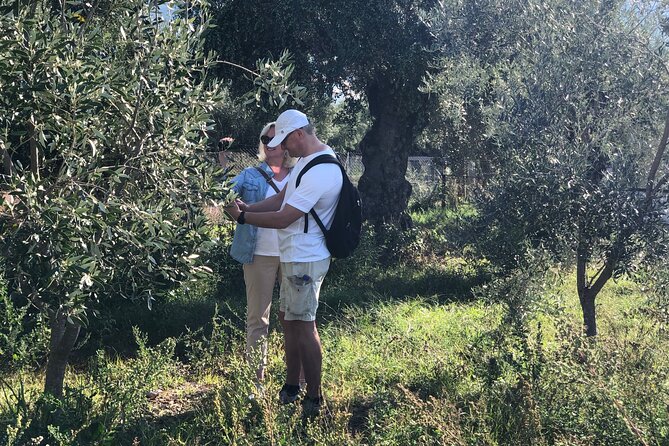 Organic Olive Grove tour & Olive oil tasting & lunch in Kalamata! - Learning to taste four Greek extra virgin oils