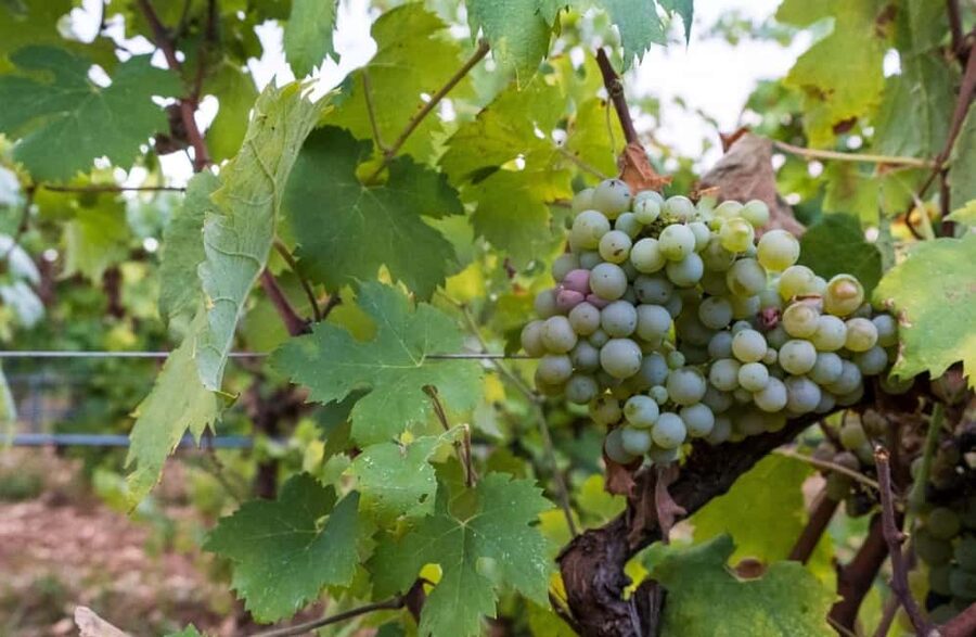 Organic Wine and Olive Oil Tasting Experience near Lecce - Olive oil is central, but confirm what will be poured
