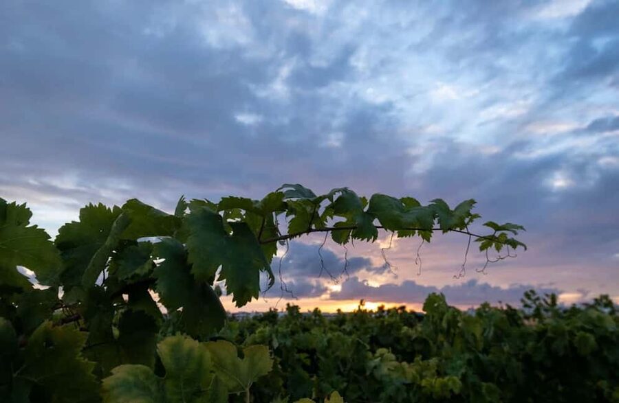 Organic Wine and Olive Oil Tasting Experience near Lecce - Who will enjoy this visit most?