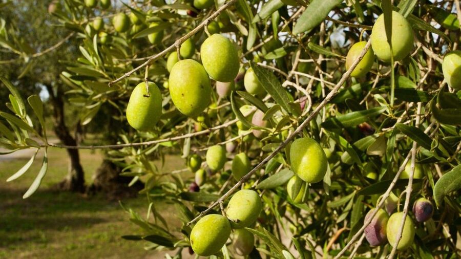 Oristano: Olive Tree Grove Guided Visit with Tasting - Key points to know before booking