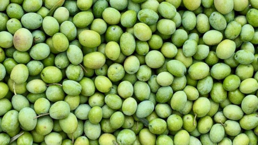 Oristano: Olive Tree Grove Guided Visit with Tasting - Practical advice before you go