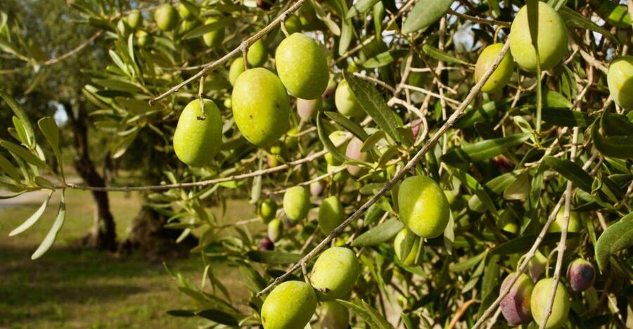 Oristano: Olive Tree Grove Guided Visit with Tasting - Why this grove visit feels different from a standard food tour