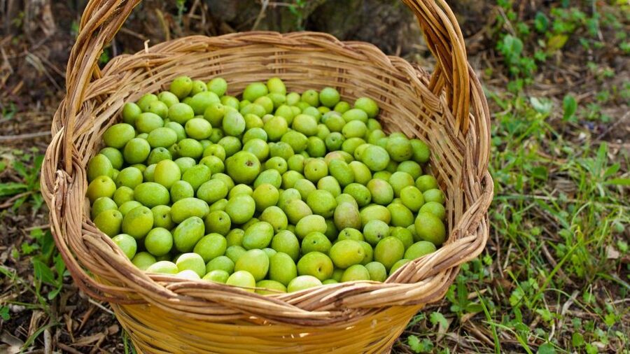 Oristano: Olive Tree Grove Guided Visit with Tasting - Walking among centenary Sardinian olive trees