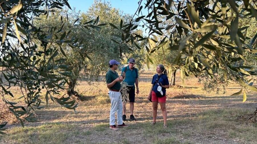 Oristano: Olive Tree Grove Guided Visit with Tasting - How much value do you get for $56?
