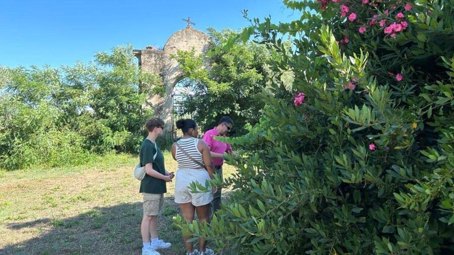 Oristano: Olive Tree Grove Guided Visit with Tasting - The right pace for a two-hour visit