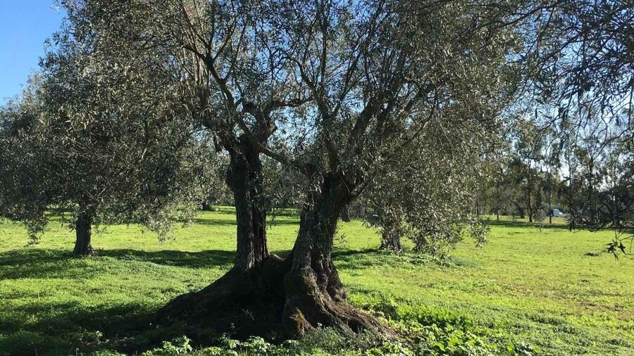 Oristano: Olive Tree Grove Guided Visit with Tasting - Finding the olive grove outside Oristano