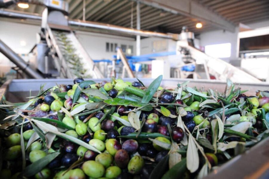 Ostuni: E-bike Tour, Ancient Olive Trees & Oil Tasting - What the ride is really like