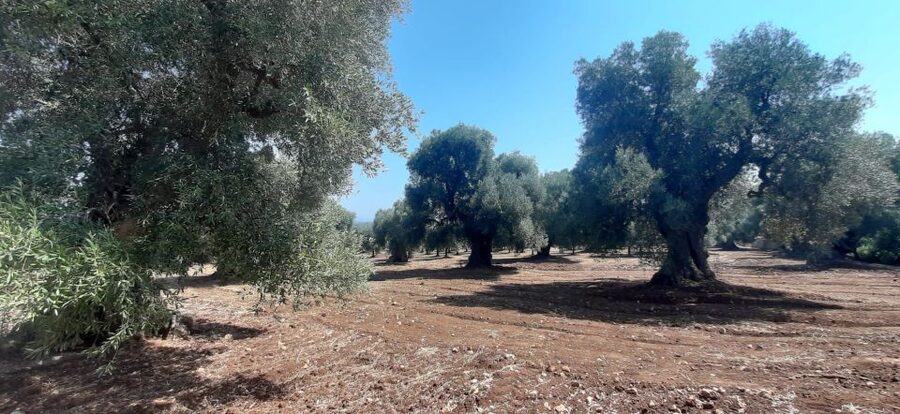 Ostuni: Guided e-bike tour to rock village & olive trees - Who will enjoy this ride most