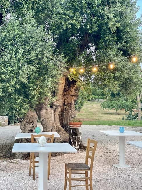 Ostuni: Masseria tour among thousand-year-old olive trees with oil tasting - Why the ancient olive grove is the real opening act