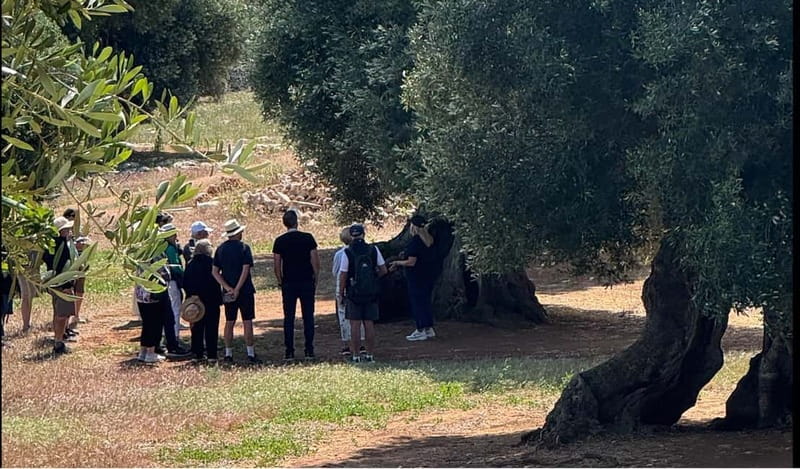Ostuni: Masseria tour among thousand-year-old olive trees with oil tasting - The modern mill and the speed of today’s production