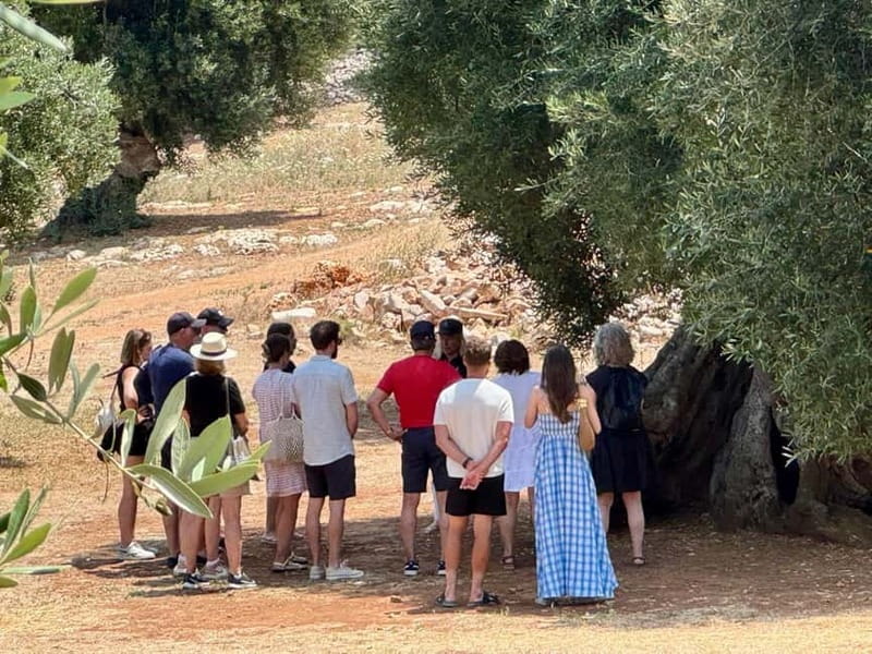 Ostuni: Masseria tour among thousand-year-old olive trees with oil tasting - A tasting that teaches you what extra virgin means