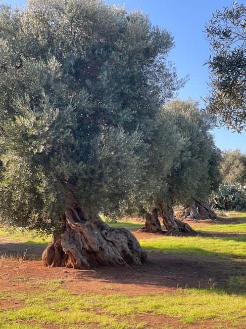 Ostuni: Masseria tour among thousand-year-old olive trees with oil tasting - Who will enjoy this farm visit most