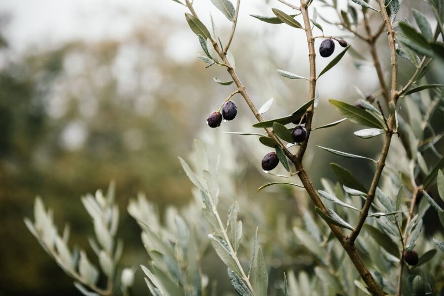 Ostuni: Olive Oil Tasting Tour - The 19th-century epigean mill