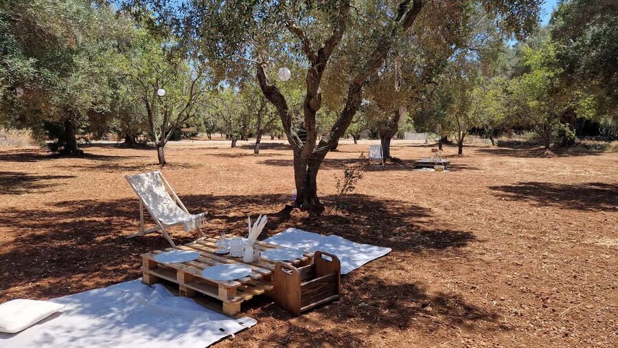 Ostuni: San Vito dei Normani: Organic Picnic in Olive Grove - A slow afternoon among Puglia’s olive trees