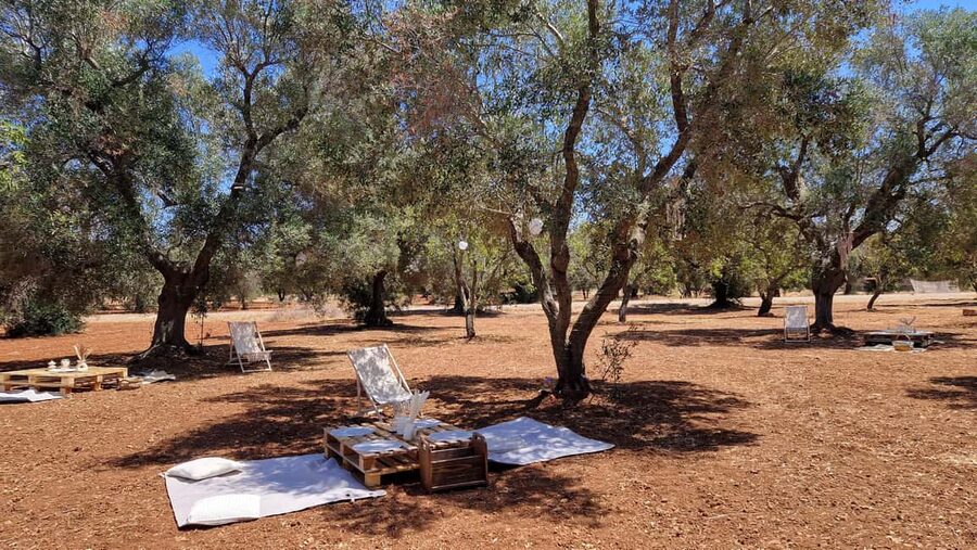 Ostuni: San Vito dei Normani: Organic Picnic in Olive Grove - Should you book this olive-grove picnic?