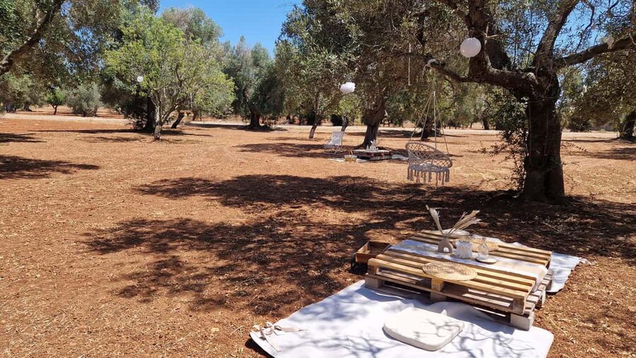 Ostuni: San Vito dei Normani: Organic Picnic in Olive Grove - What the three-hour visit is meant to include
