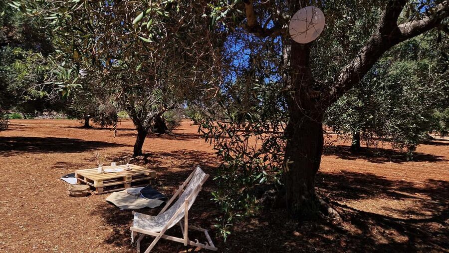 Ostuni: San Vito dei Normani: Organic Picnic in Olive Grove - How the price compares with the experience