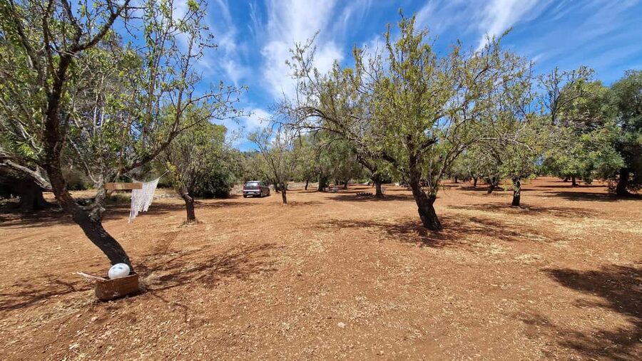 Ostuni: San Vito dei Normani: Organic Picnic in Olive Grove - Optional extras and what they change