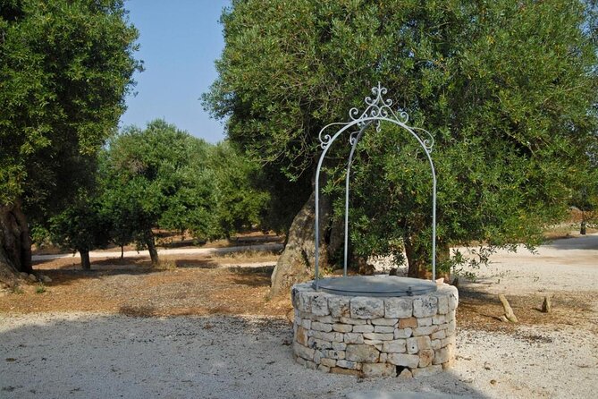 Ostuni : Tasting of Extra Virgin Olive Oil in Masseria - Among ancient and millennial olive trees