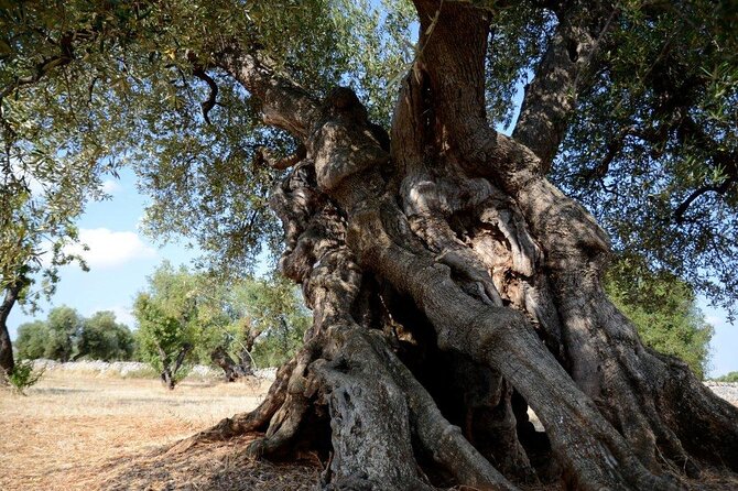 Ostuni : Tasting of Extra Virgin Olive Oil in Masseria - A practical half-day plan around the visit
