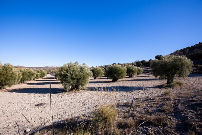 Paella, Olive Oil, Wine & Relax in Rural Estate outside Madrid - Who will enjoy this best