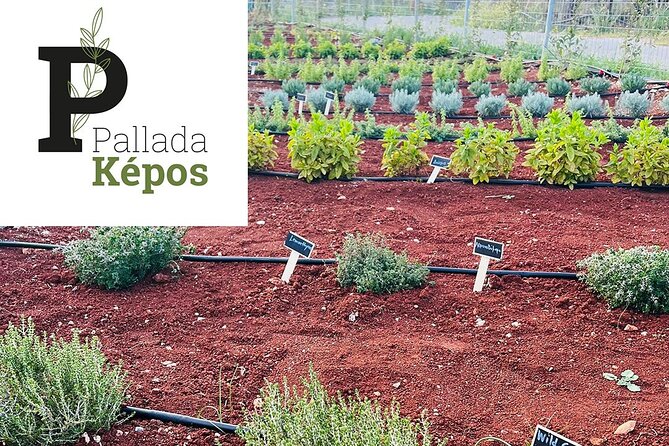 Pallada Semi-Private Olive Oil Tours in Sternes, Chania - Who will enjoy this olive oil tour most