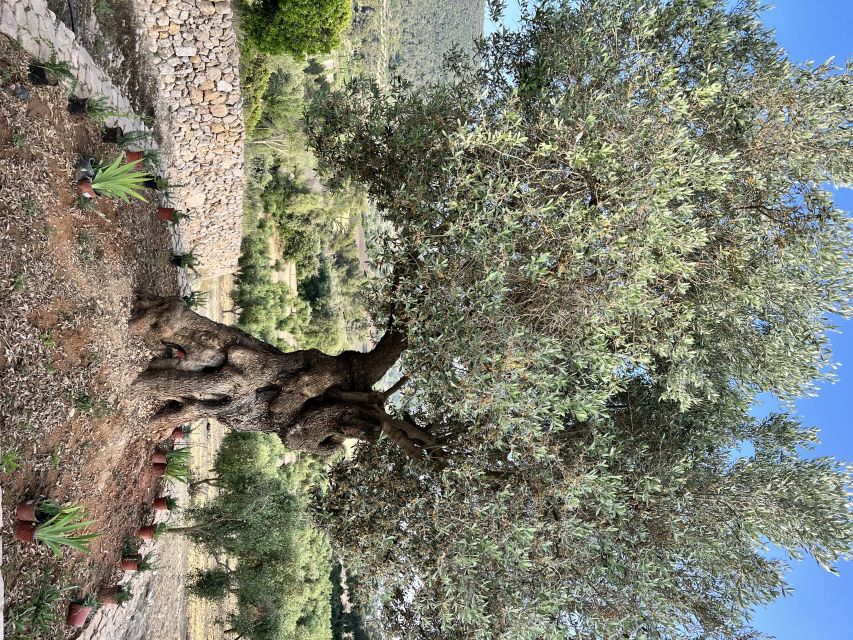 Palma: Orange Farm, Olive Mill, & Winery Tour with Tastings - Why the olive farm may be the day’s highlight