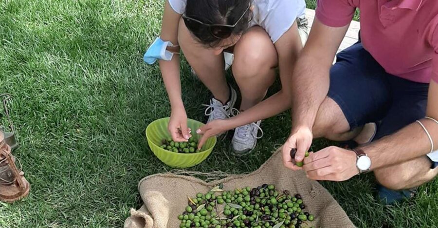 Partinico: Olive Harvest with Wine Tasting and Brunch - Key points at a glance