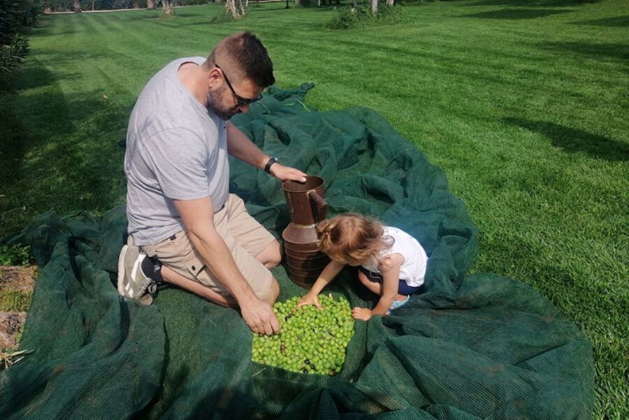 Partinico: Olive Harvest with Wine Tasting and Brunch - From nets under the trees to the first taste