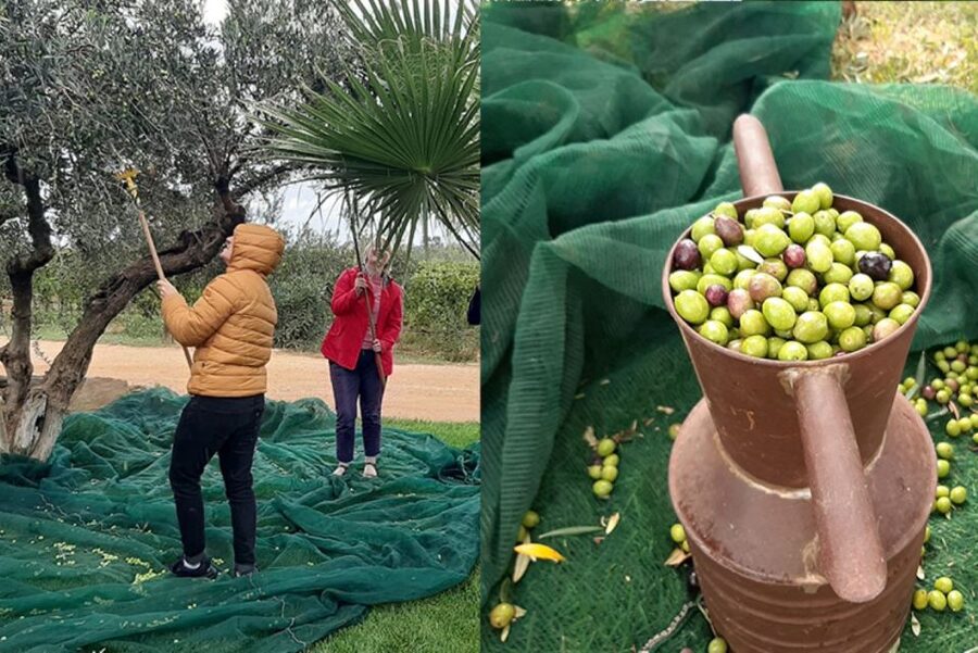 Partinico: Olive Harvest with Wine Tasting and Brunch - Local wine belongs at the table
