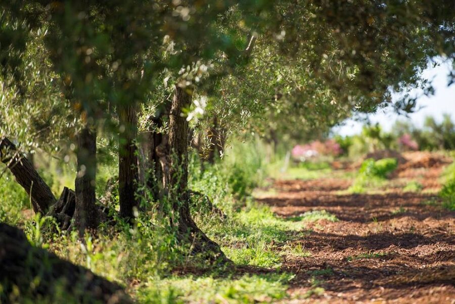 Partinico: Olive Harvest with Wine Tasting and Brunch - Practical details before you book