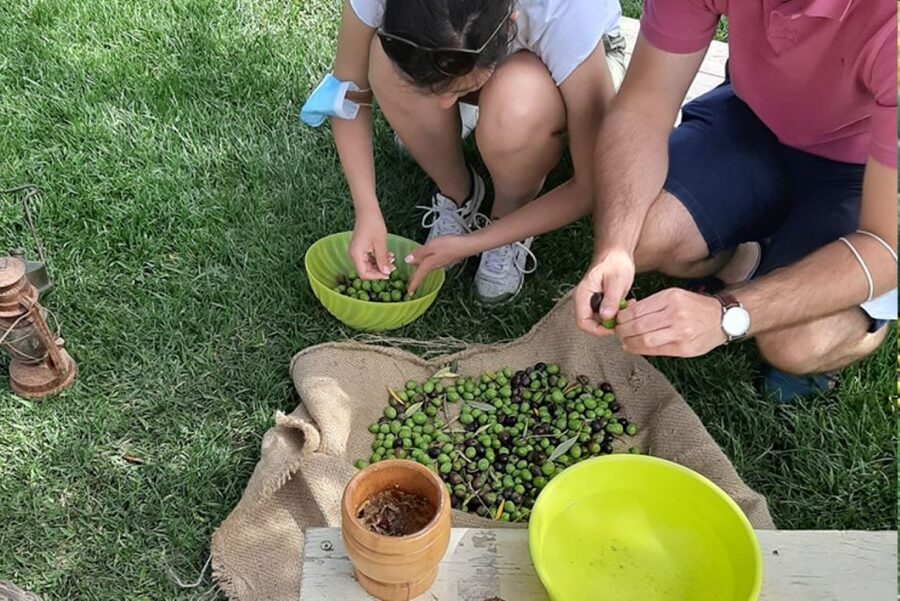 Partinico: Olive Harvest with Wine Tasting and Brunch - A family oil tradition dating to 1960