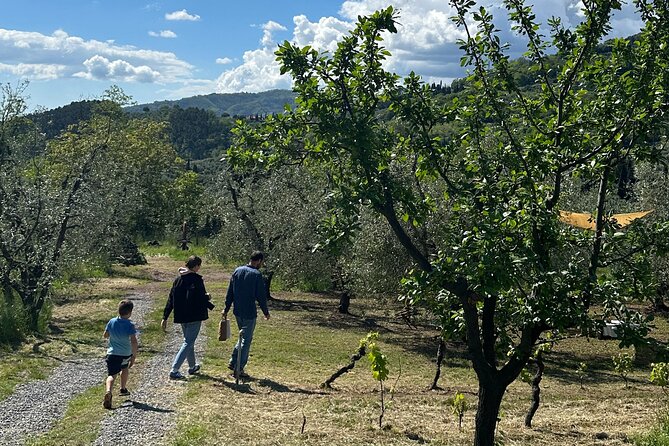 Picnic among the Olive Trees and Tasting of Oil and Local Flavors - Is $90.70 a Fair Price?