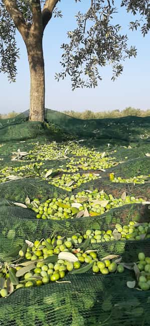 Poreč: Olive Grove Walk and Tasting with Local Products - Key points to know before you go