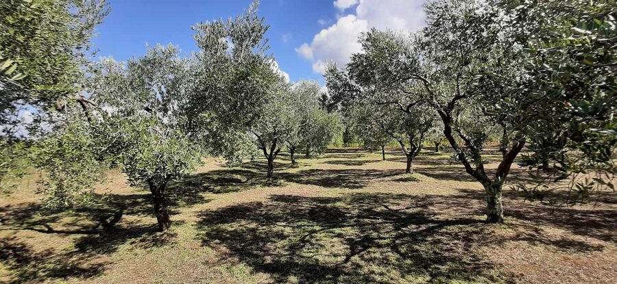 Poreč: Olive Grove Walk and Tasting with Local Products - Why this olive grove experience feels different