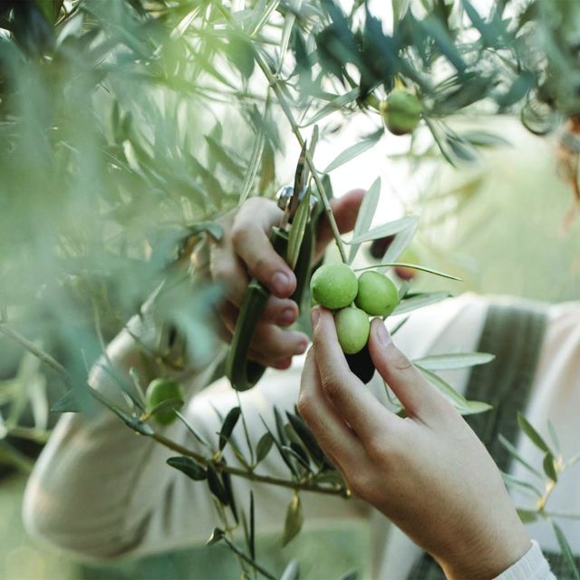 Porto Cesareo: Tour in oliveto con degustazione olio e vini - Key points to know before booking