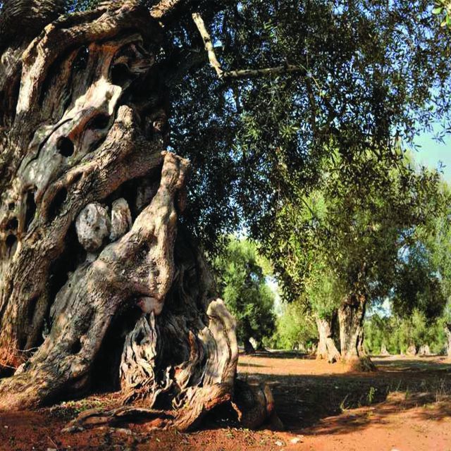 Porto Cesareo: Tour in oliveto con degustazione olio e vini - From olive to bottle, step by step