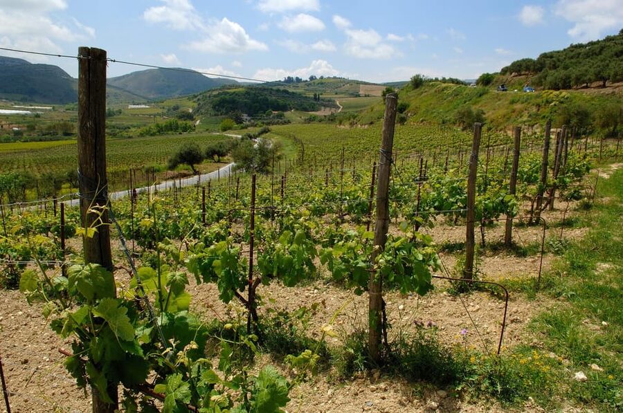 Premium Crete Olive oil tasting, Wine, Raki and Cretan food! - The olive oil mill in Skalani