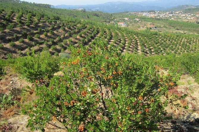 Premium gastronomic mountain tour: Wine, olive oil, spirits, food - Big views from Monte Fóia