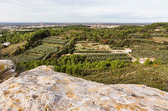 Private guided tour, olive grove in Salon de Provence. - How the olive oil is made
